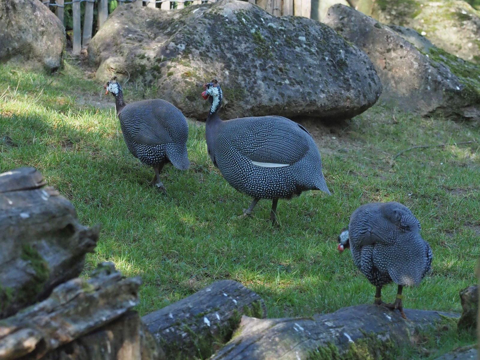 1740509819Bild 24 Helmperlhuhn.JPG